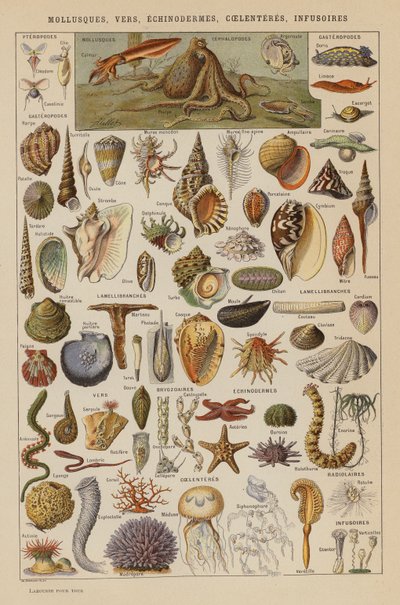 Mollusks, Worms, Echinoderms, Coelenterates, Infusoria by French School