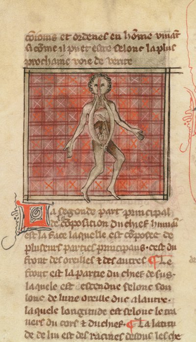 Anatomical figure, from La Chirurgie de Maitre Henri de Mondeville by French School