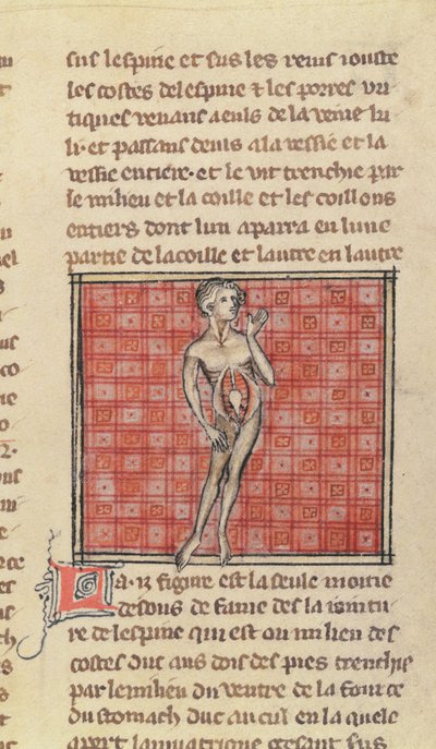 Anatomical figure, from La Chirurgie de Maitre Henri de Mondeville by French School