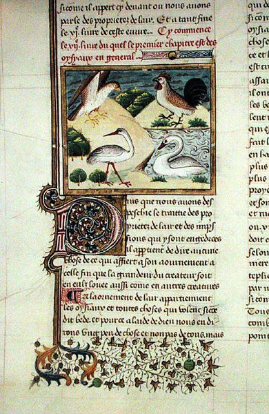 Ms 399 The Properties of Birds, from Livre des Proprietes des Choses by Barthelemy l