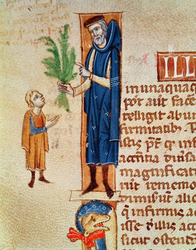 Medicinal Plants, illustration from Traite de Medecine by Claudius Galenus translated by Gerard de Cremone by French School