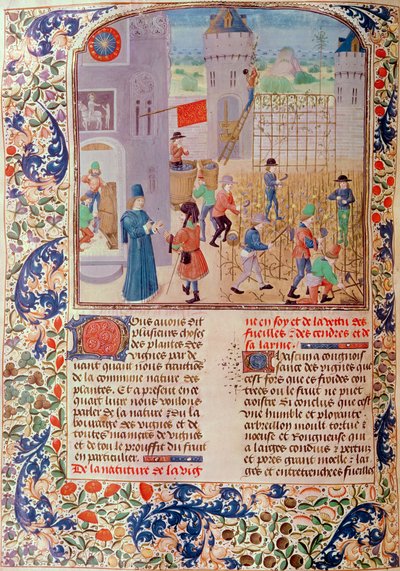 Working in the Vineyard, from Livre des Prouffitz Champestres by Pietro de Crescenzi (1230-1321) by French School