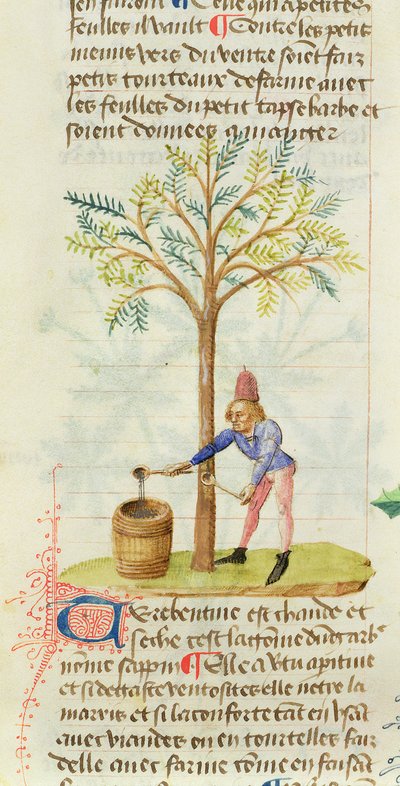Collecting Turpentine, from Grand Herbier by Pedanius Dioscorides by French School