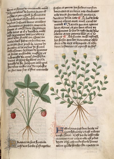 Strawberry Plant, from 