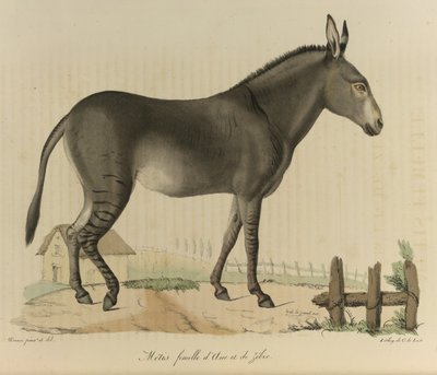 Hybrid (Donkey and Zebra), from Histoire Naturelle des Mammifères by French School