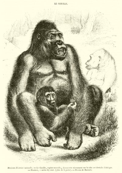 Natural History Museum, The Gorilla (engraving) by French School