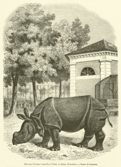 Natural History Museum, in Paris, Young Rhinoceros (engraving) by French School