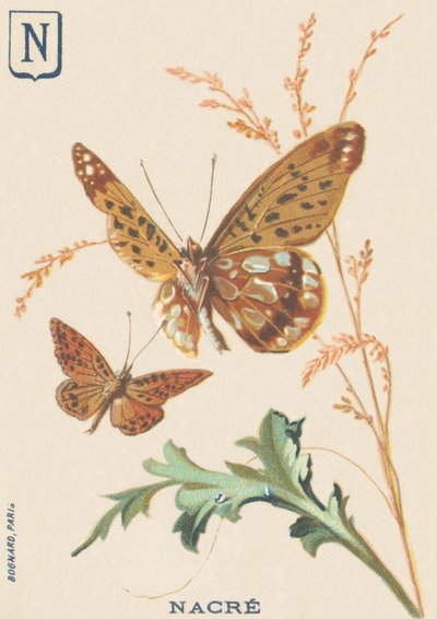 Mother of Pearl (Fabriciana adippe or Big Mother of Pearl) by French School