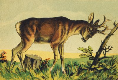 N Nangueur (vulgar name of the Lama antelope) by French School