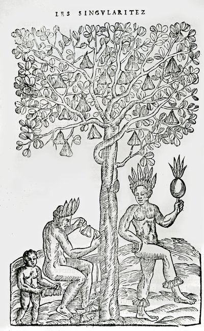 Nana Fuit, Medicinal Plant, from Singularities of France Antarctique, by Andre de Thevet, 1558 by French School