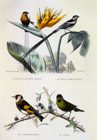Natural History Plate: Birds: La Veuve a four strands, La Veuve dominique, Le chardonneret, Le Tarin - works by Buffon by French School