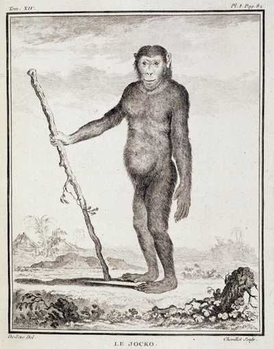 Natural History Plate: The Jocko - in 