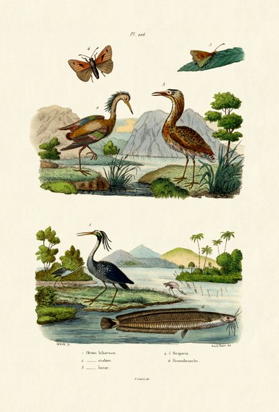 Night Heron by French School