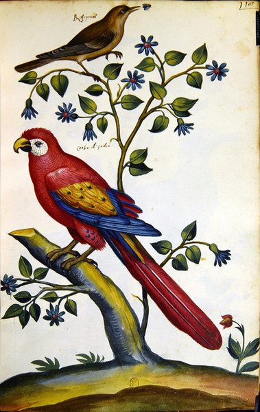 Nightingale and Parrot by French School