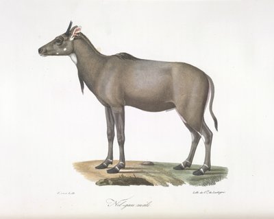 Nylgau antelope, from Histoire Naturelle des Mammifères by French School
