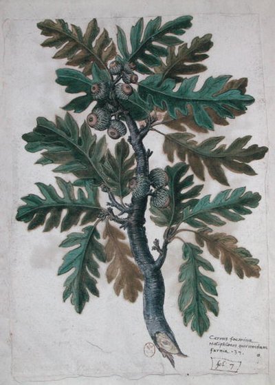 Oak branch by French School