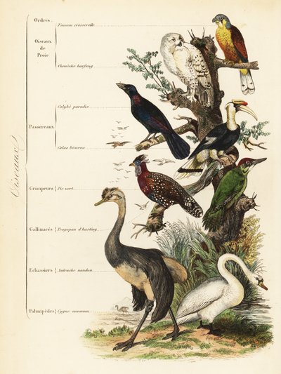 Orders of Birds by French School
