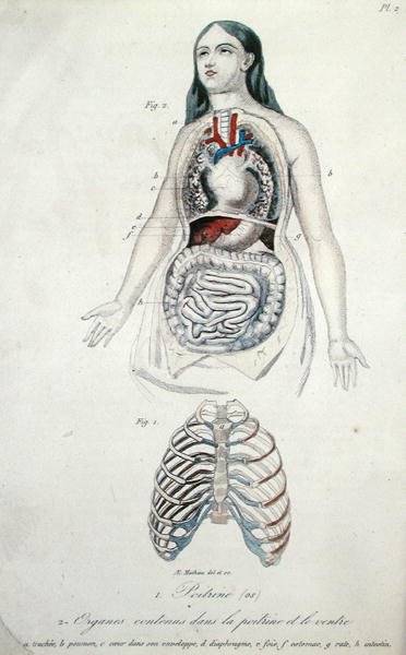 Organs in the chest and stomach, from 