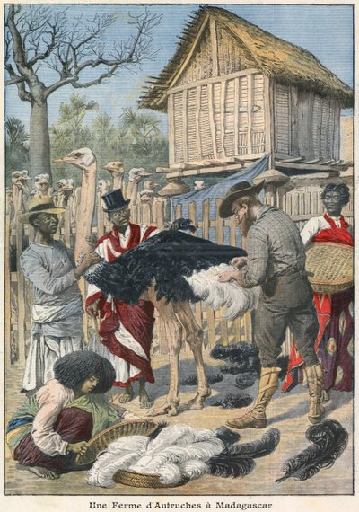 Ostrich Farm in Madagascar by French School