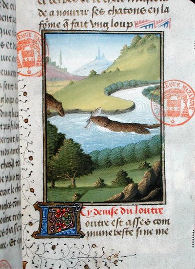 Otter catching a fish, from the Livre de la Chasse by Gaston Phebus de Foix (1331-91) by French School