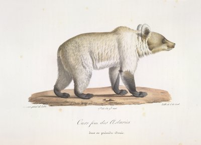 Female Spanish Brown Bear, from Histoire Naturelle des Mammifères by French School