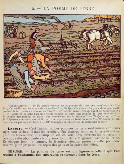 Page from a school textbook illustrating the Cultivation of the Potato, c.1910 by French School