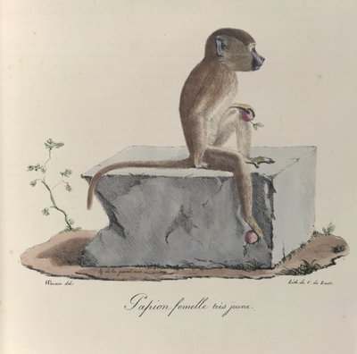 A Papion Monkey, from Histoire Naturelle des Mammifères by French School
