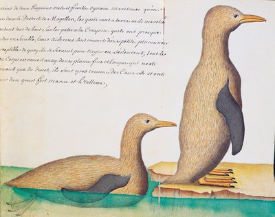 Penguins, Strait of Magellan by French School