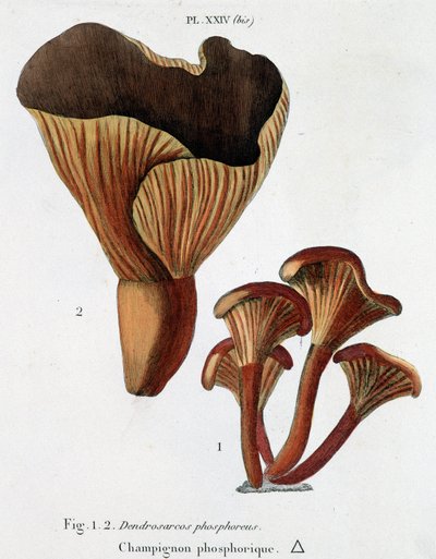Phosphoric mushroom in Jean Jacques Paulet 