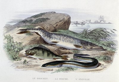 Pisces: The Pike, the Perch, the Eel - in “Natural History” by Lacépède, ed. Furne, Paris by French School