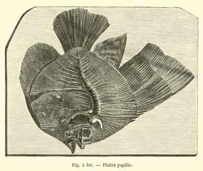 Platax Papilio by French School
