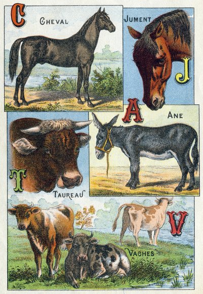 Plate 1: Horse, Mare, Taurus, Donkey, Cows. Engraving in 
