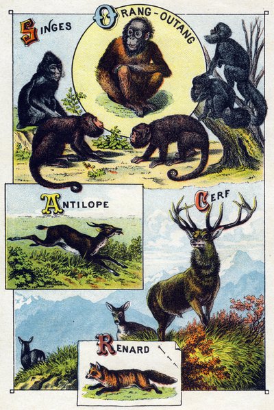 Plate 1: Monkeys, Orangutan, Antelope, Deer, Fox. Engraving in 