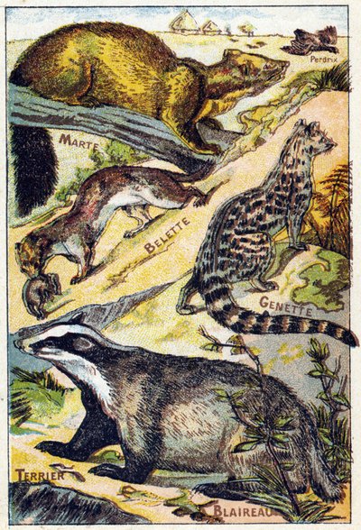 Plate 1: Partridge, Marten, Weasel, Genet, Badger, Terrier (Engraving in "Syllabary alphabet all kinds of beets") by French School