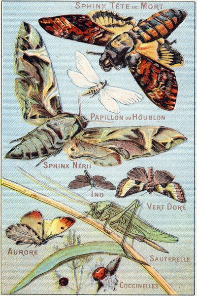 Plate 1: Skull Sphinx, Hop Butterfly, Sphinx Neri, Ino, Gold Green, Aurora, Grasshopper, Ladybirds by French School