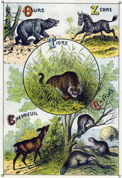 Plate 2: Bear, Zebra, Tiger, Deer, Beavers. Engraving in 