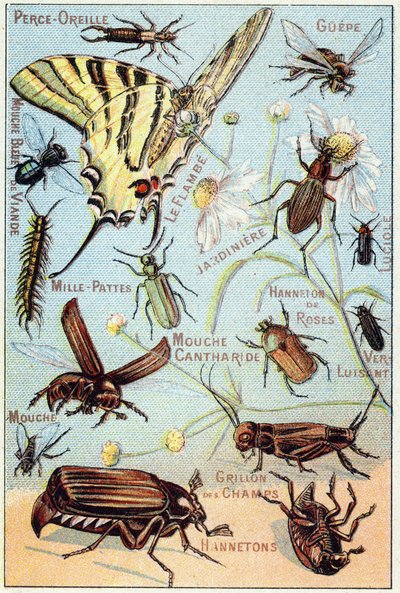 Plate 2: Ear-piercing, Gupe, Blue Meat Fly, Flambe, Gardener, Centipedes, Firefly, Rose Channeton, Gloss worm, Fly, Field Cricket, Chablets by French School