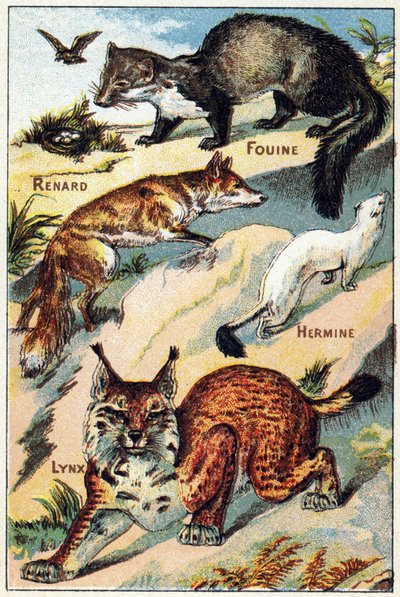 Plate 2: Fox, Snoop, Ermine, Lynx (Engraving in "Syllabary alphabet all kinds of beets") by French School