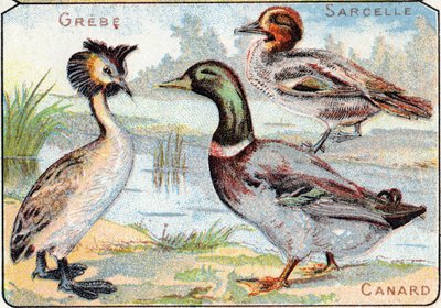 Plate 2: Grebe, Teal, Duck by French School