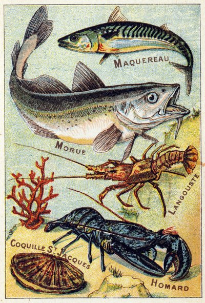 Plate 2: Mackerel, Cod, Lobster, St Jacques Shell, Lobster. Engraving in "Syllabary Alphabet of Sea and Freshwater Fish". Serie A. Pellerin et Cie, printers-publishers, Epinal, late 19th century. by French School
