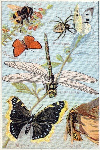 Plate 3: Bumblebee, Araignee, Goldenrod polyommate, dragonfly, Morio, Hornet by French School