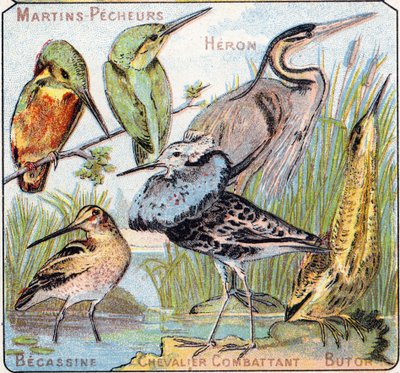 Plate 3: Kingfisher, Heron, Snipe, Fighting Knight, Bittern by French School