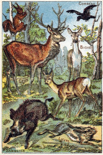 Plate 3: Raven, Squirrel, Dye, Deer, Boar, Hare (Engraving in "Syllabary alphabet all kinds of beets") by French School