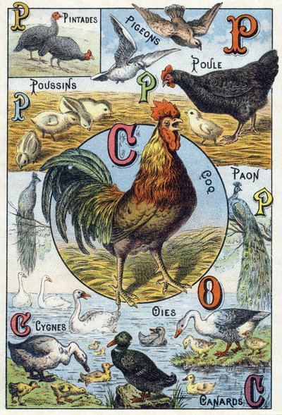 Plate 3: Guinea Fowls, Pigeons, Chicks, Hen, Rooster, Peacock, Swans, Geese, Ducks by French School
