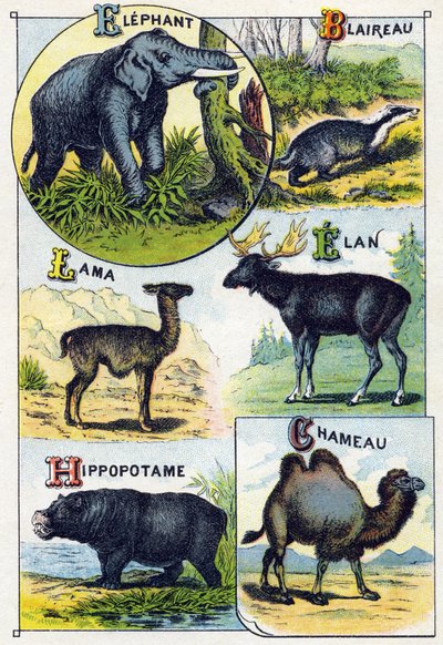 Plate 4: Elephant, Badger, Lama, Elan, Hippopotamus, Camel by French School