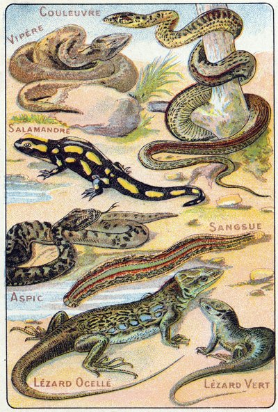 Plate 4: Snake, Viper, Salamander, Aspic, Leech, Ocellated Lizard, Green Lizard by French School