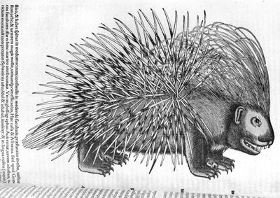 Porcupine, from 