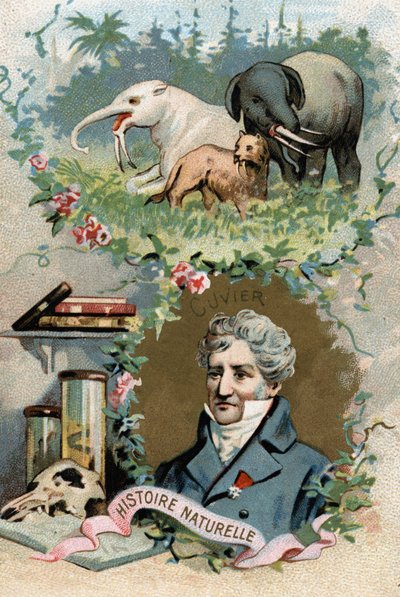Portrait of Baron Georges Cuvier, French zoologist and paleontologist (1769-1832), founder of comparative anatomy by French School