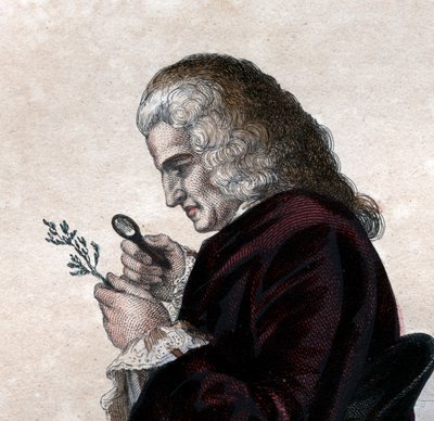 Portrait of Bernard de Jussieu (1699-1777), French naturalist by French School