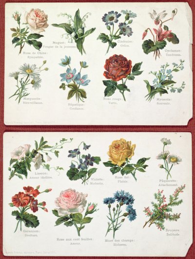 Postcards Depicting the Language and Meaning of Flowers, c.1905 by French School
